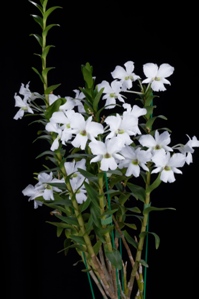 Dendrobium sanderae var. luzonicum Genevas Sugar Crystals HCC/AOS 76 pts. Plant
